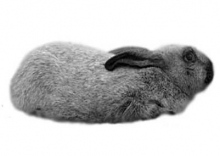 Мех кролика породы Серебристый.